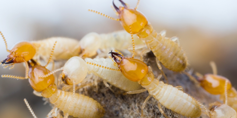 cebos para el control de termitas