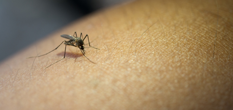 mosquitos virus sindbis