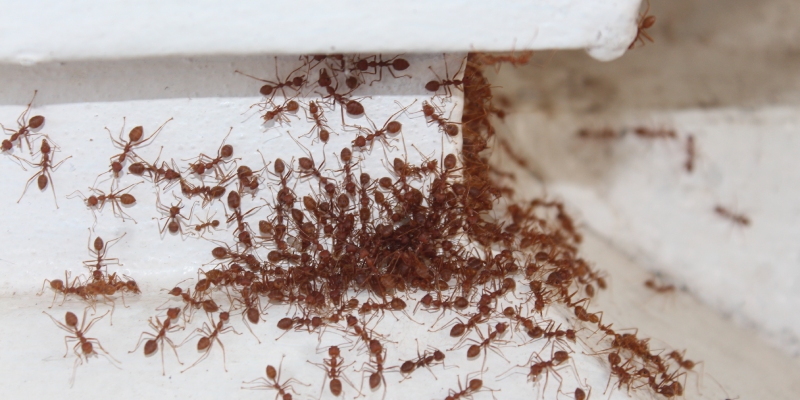 tratamientos insecticidas en grietas