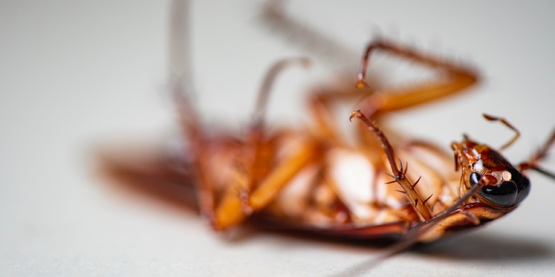 geles insecticidas para cucarachas