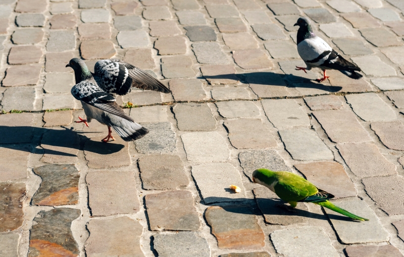 control de aves