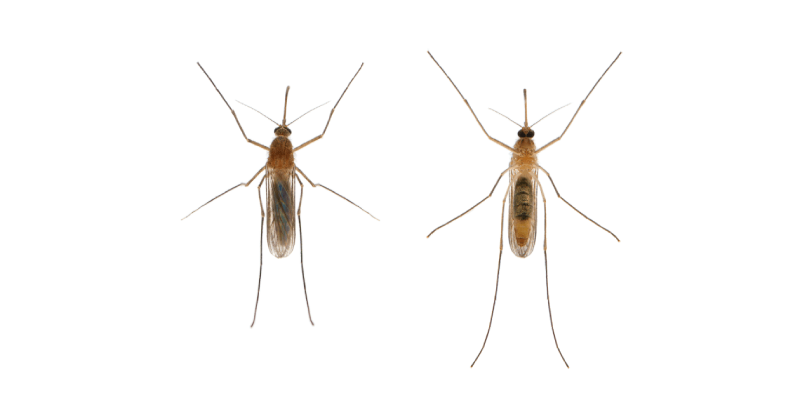 mosquito comun