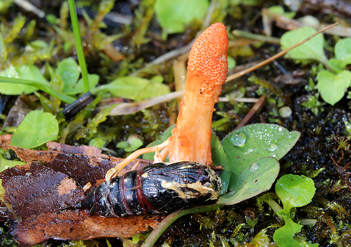 Control procesionaria del pino con el hongo Cordyceps militaris