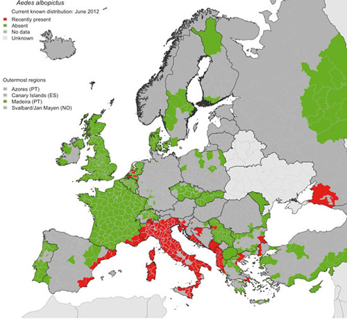 aedes albopictus