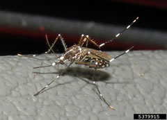 aedes aegypti