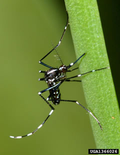 aedes albopictus