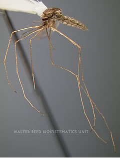 anopheles atroparvus