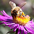 abeja