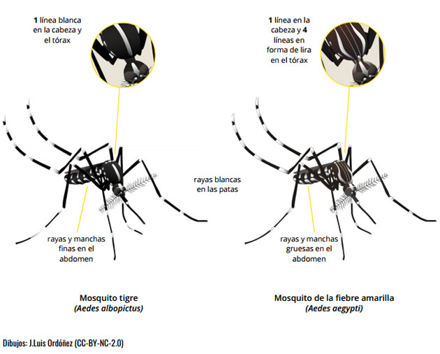 aedes