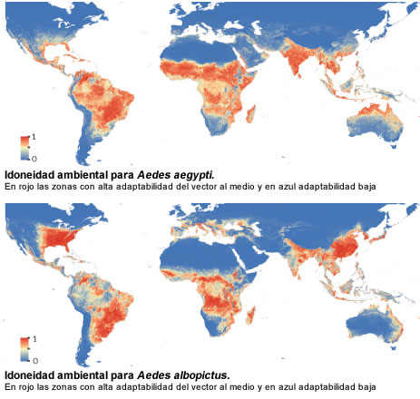 aedes