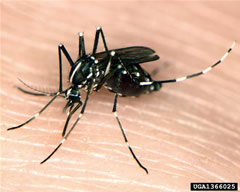 aedes albopictus