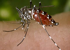 aedes albopictus