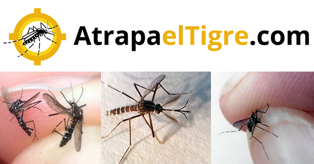 atrapa el tigre