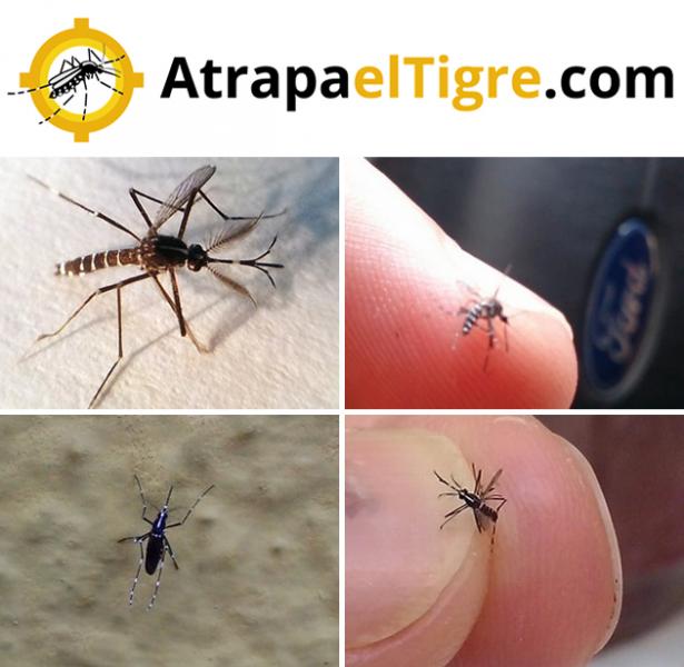 atrapa el tigre