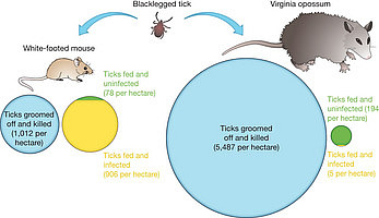 biodiversidad