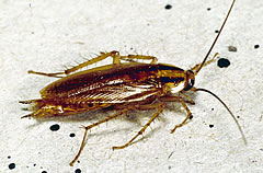 blatella germanica