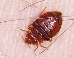 cimex lectularius