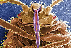 cimex lectularius