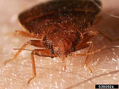 cimex lectularius