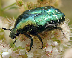 coleoptero