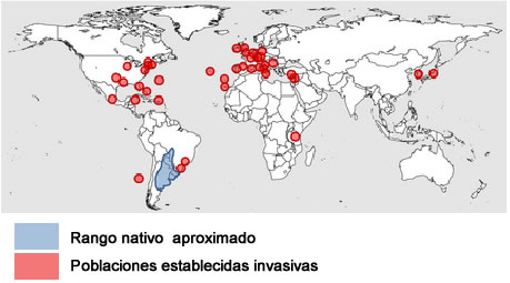 cotorra argentina