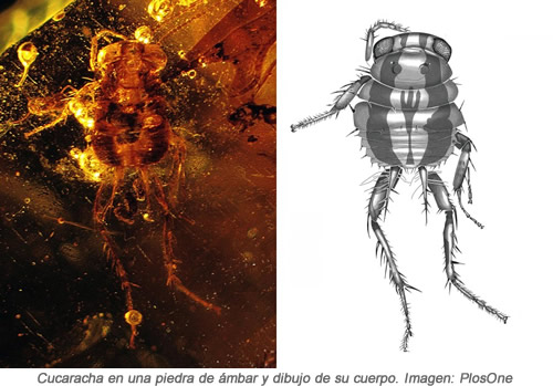cucaracha