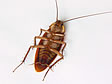 cucaracha