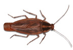 cucaracha