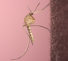 culex pipiens