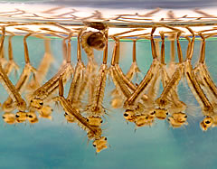 culex pipiens