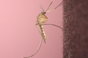 culex pipiens