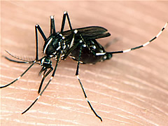 aedes albopictus