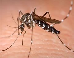 aedes albopictus