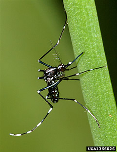 aedes albopictus