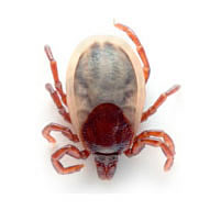 ixodes-ricinus