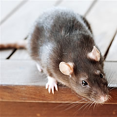 rata