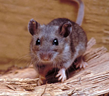 hantavirus