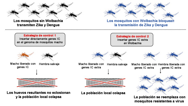 wolbachia