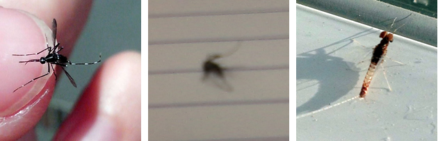 aedes albopictus