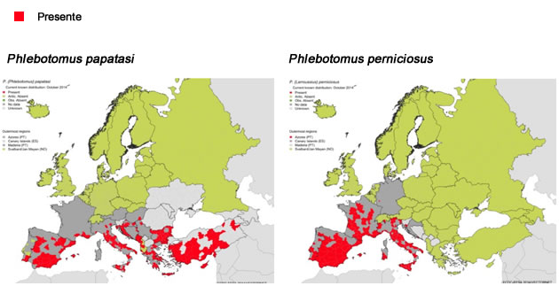 flebotomos europa