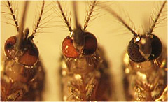 genetica-mosquitos