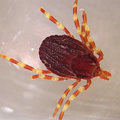 hyalomma marginatum