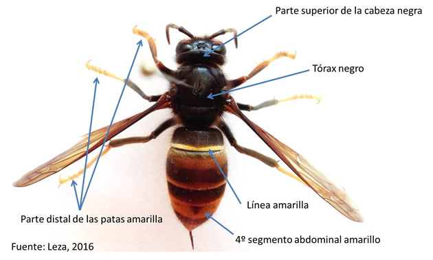 avispa asiatica