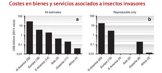 insectos