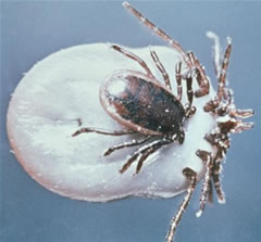 ixodes-ricinus