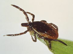 ixodes scapularis