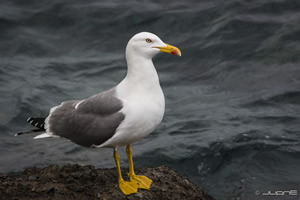 gaviota