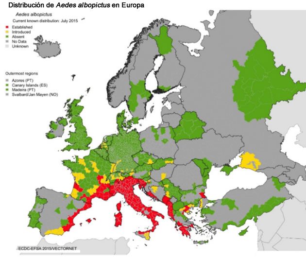 aedes albopictus