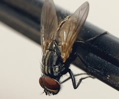 mosca domestica