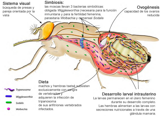 mosca tsetse